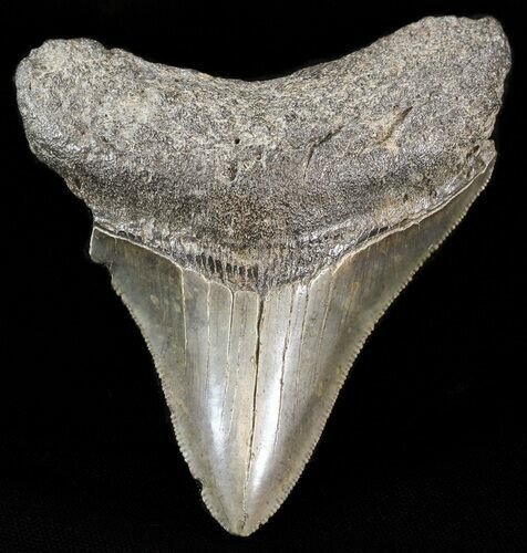 Serrated Megalodon Tooth - South Carolina #43625